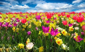 fiori-primaverili