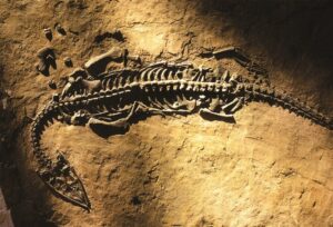 paleontologia